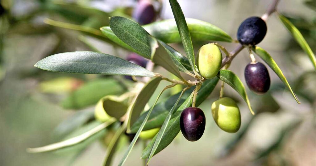 Olives Are Easy to Grow in the Right Location